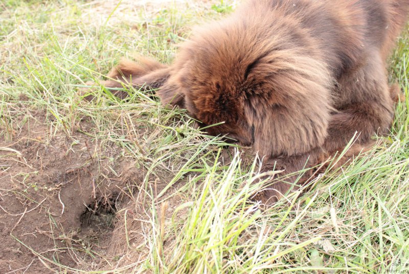 Фото: ньюфаундленд Сверкающая Гора Машаме (Sverkayuzhaya Gora Mashame)