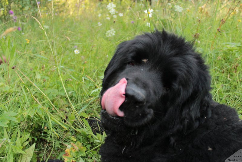 Фото: ньюфаундленд Бонопарт Наполеон
