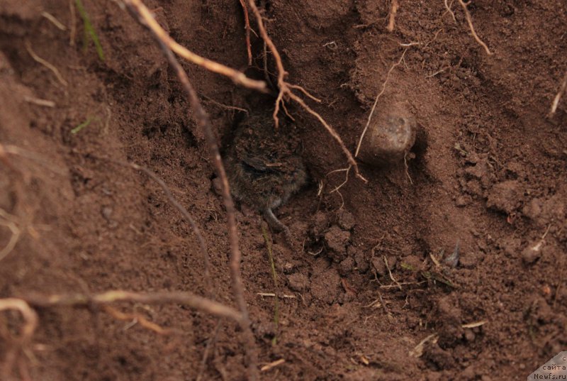 Фото: ньюфаундленд Бонопарт Наполеон