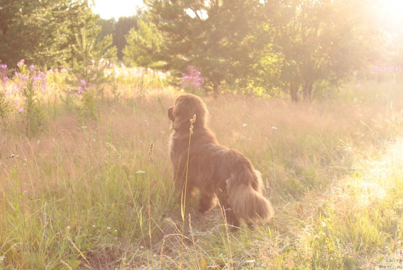 Фото: ньюфаундленд Сверкающая Гора Машаме (Sverkayuzhaya Gora Mashame)