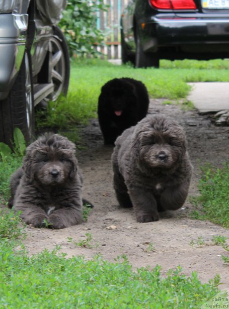 Фото: ньюфаундленд Feliciya Sozvezdie Istini