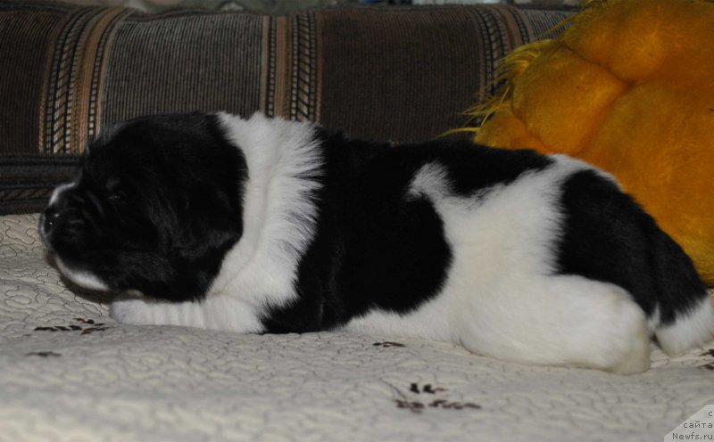 Фото: ньюфаундленд Маг Исполин Онега