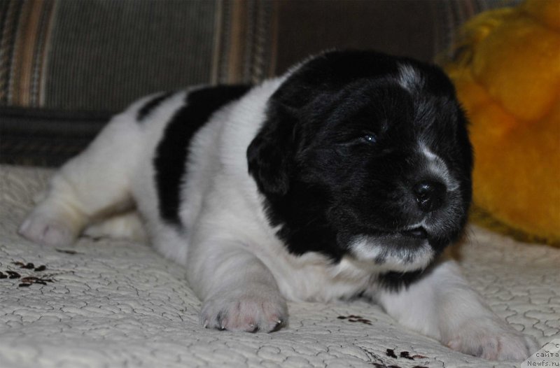 Фото: ньюфаундленд Маг Исполин Онега