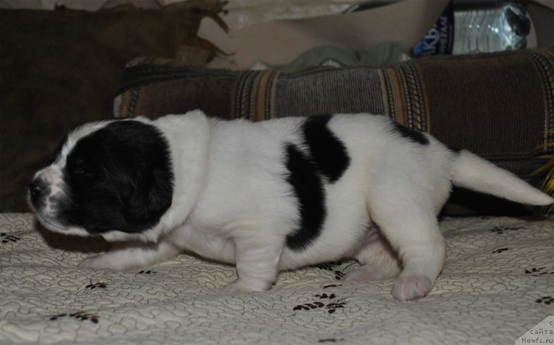 Фото: ньюфаундленд Маг Исполин Ольха