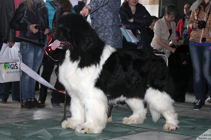 Фото: ньюфаундленд Chatkantarra Taro