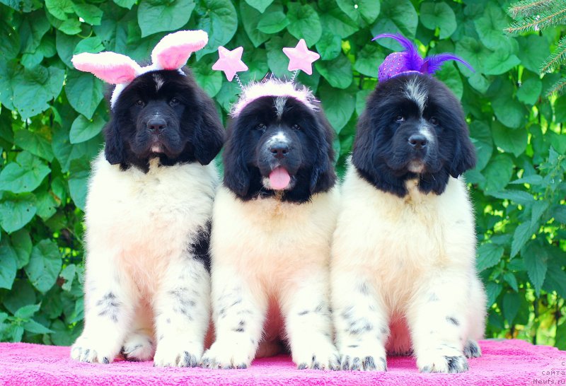 Фотография № 159568