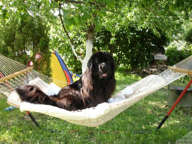 Фото: ньюфаундленд Чанси из Золотого Треугольника