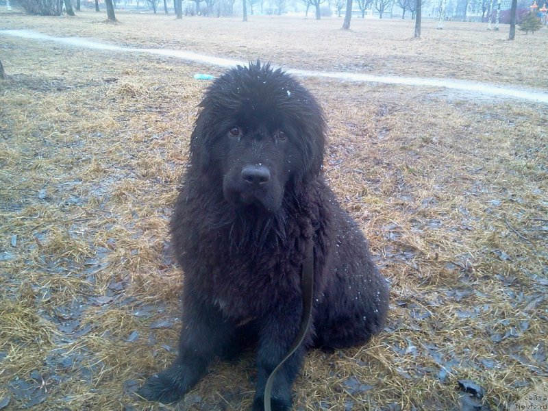 Фотография № 159576