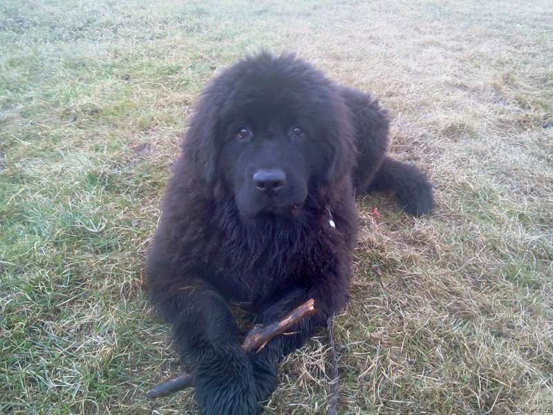 Фотография № 159577