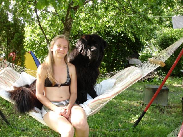 Фото: ньюфаундленд Чанси из Золотого Треугольника