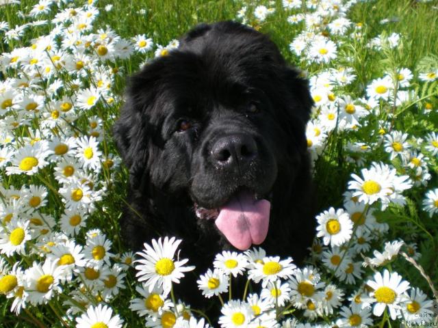 Фотография № 15959