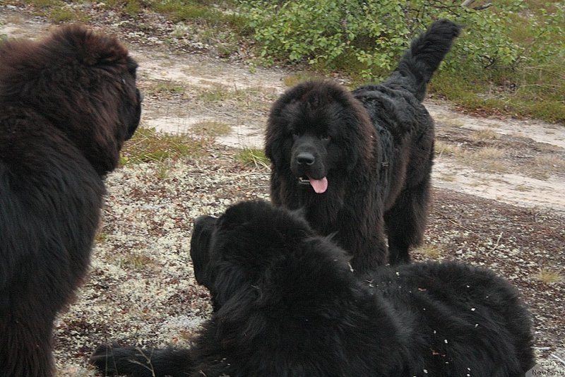 Фотография № 159603