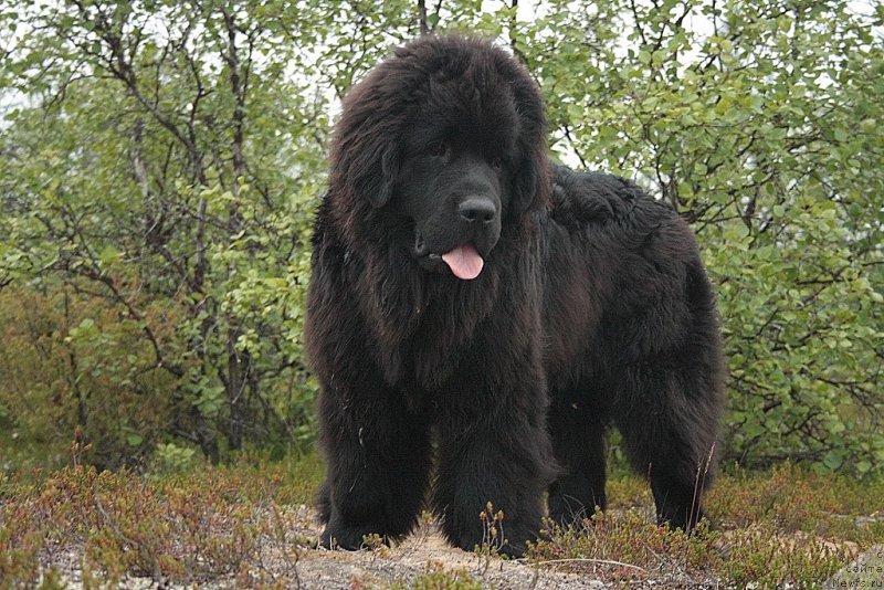 Фотография № 159605