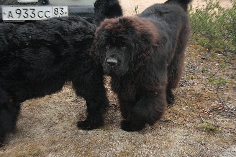 Фотография № 159606