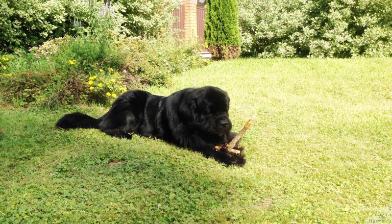 Фото: ньюфаундленд Рестайлинг Фром Шипмэн