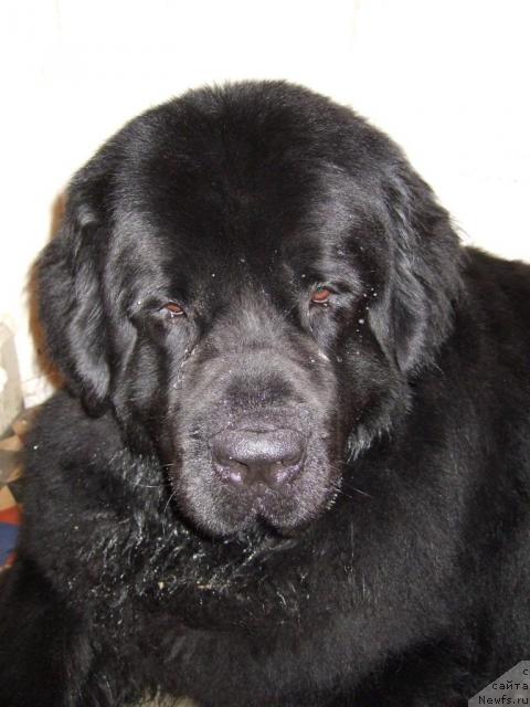 Фото: ньюфаундленд Braddy de la  Baie Bonavista