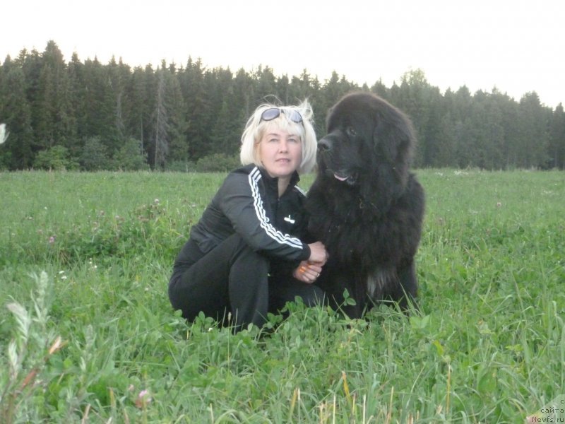 Фото: ньюфаундленд На Гребне Волны Королевский Сын