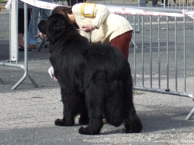 Фото: ньюфаундленд Braddy de la  Baie Bonavista