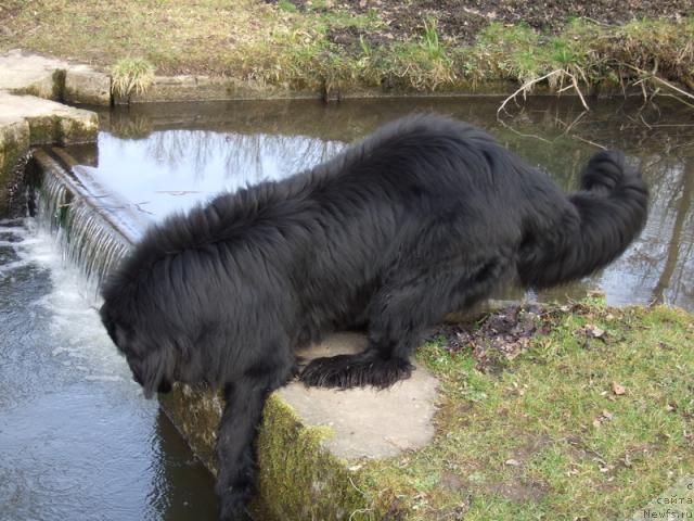 Фото: ньюфаундленд Braddy de la  Baie Bonavista