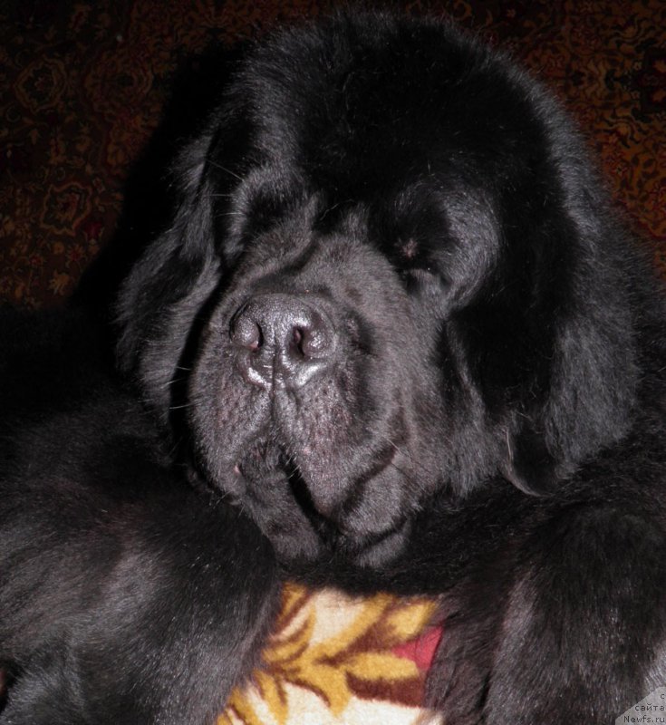 Фото: ньюфаундленд Zhdanny Syn Vialiki Miadzvedz