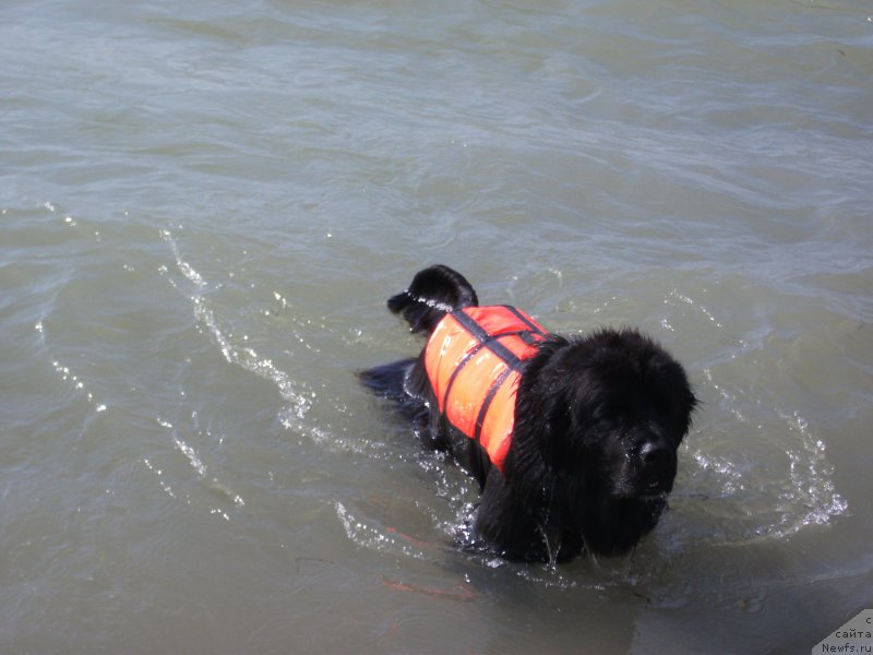 Фото: ньюфаундленд Ame Aimante