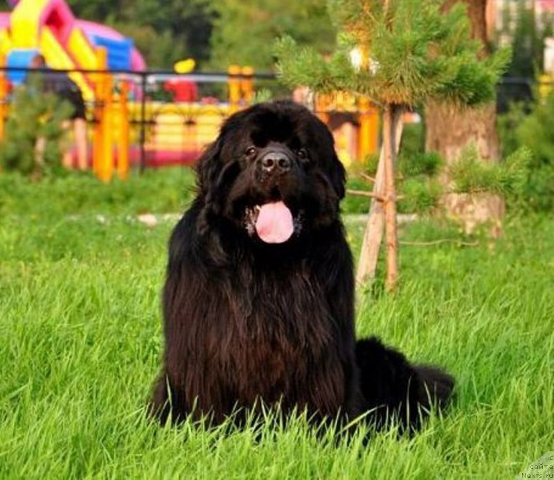 Фото: ньюфаундленд Акватория Келвин Шедевр