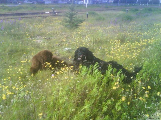 Фото: ньюфаундленд Зенон Зачарованный Принц, ньюфаундленд Бавария