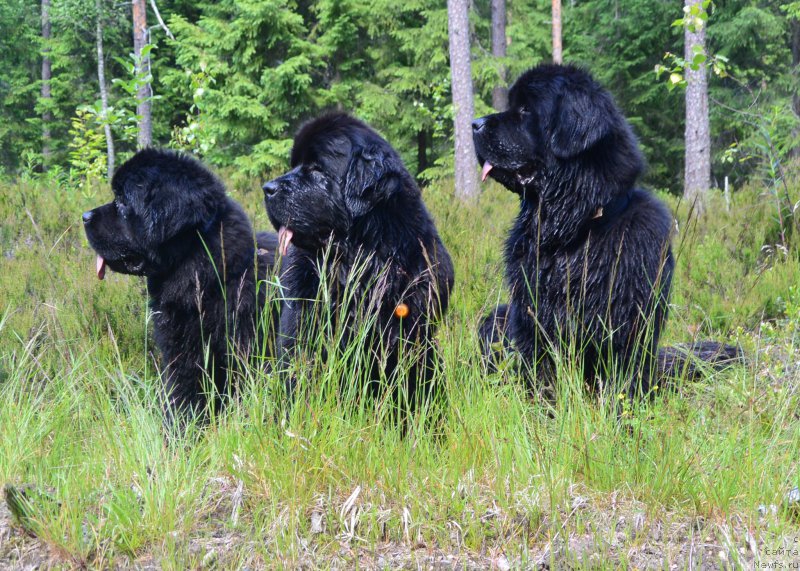 Фотография № 159650