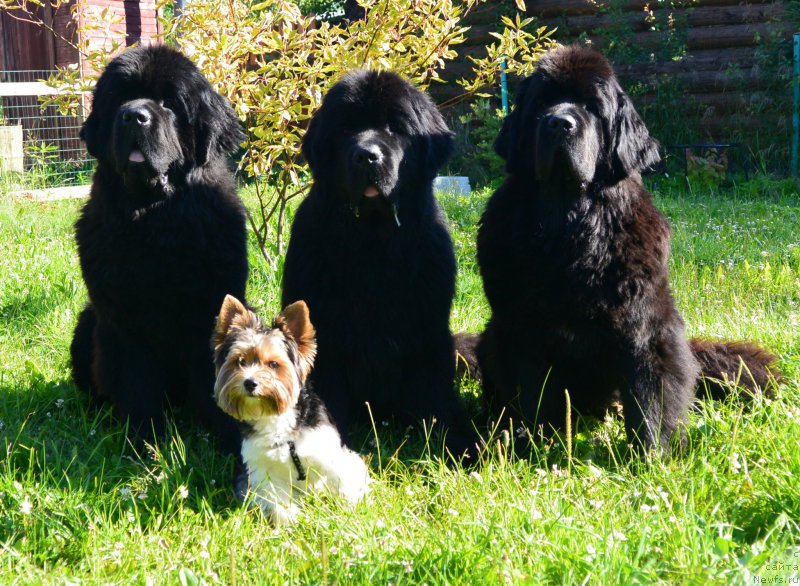 Фотография № 159652