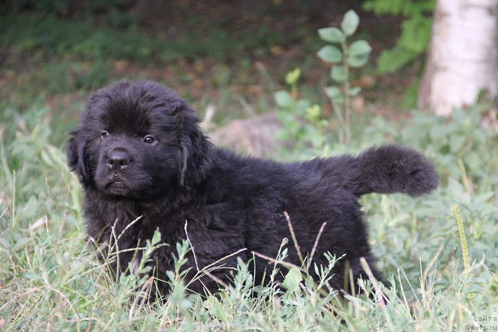 Фото: ньюфаундленд Арамис с Берега Дона (Aramis s Berega Dona)