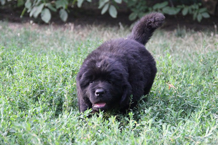 Фото: ньюфаундленд Арамис с Берега Дона (Aramis s Berega Dona)