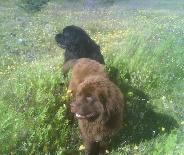 Фото: ньюфаундленд Зенон Зачарованный Принц, ньюфаундленд Бавария