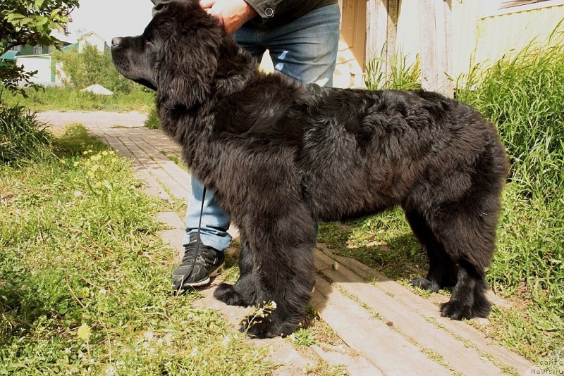 Фото: ньюфаундленд Анабелле Квин оф зэ Моунтайнс