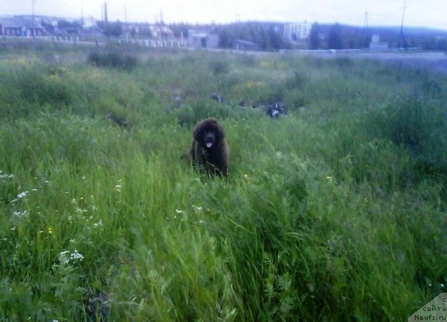 Фото: ньюфаундленд Зенон Зачарованный Принц