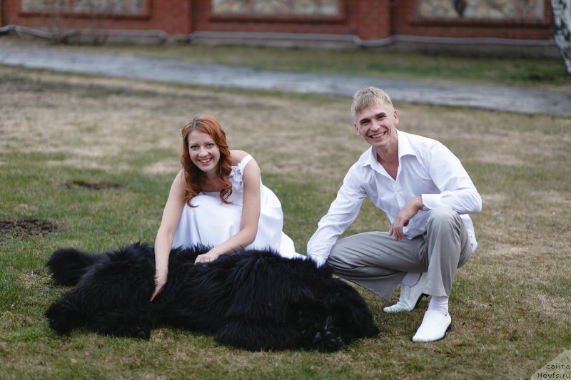 Фото: ньюфаундленд Ньюфорт Ньёрд Роял Флэш