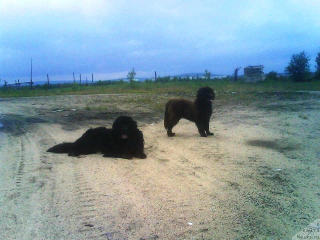Фото: ньюфаундленд Зенон Зачарованный Принц, ньюфаундленд Бавария