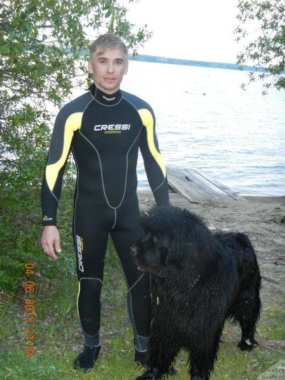 Фото: ньюфаундленд Ньюфорт Ньёрд Роял Флэш