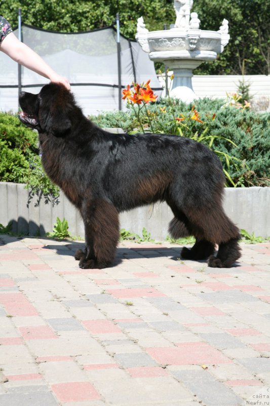 Фото: ньюфаундленд Guliver Moon Bear