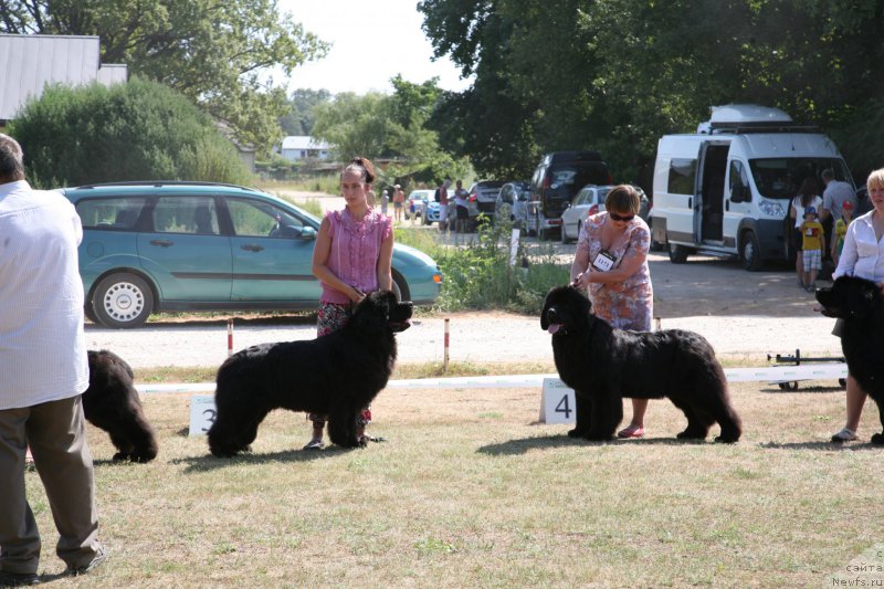 Фото: ньюфаундленд Сент Джонс Хендсел фо Ми (Sent Djons Handsel for Me)