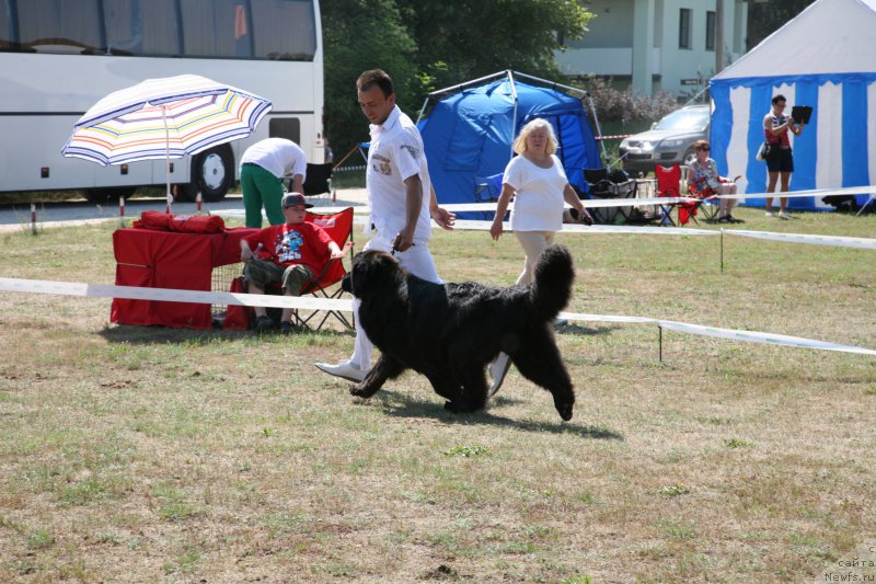 Фото: ньюфаундленд Сент Джонс Хендсел фо Ми (Sent Djons Handsel for Me)