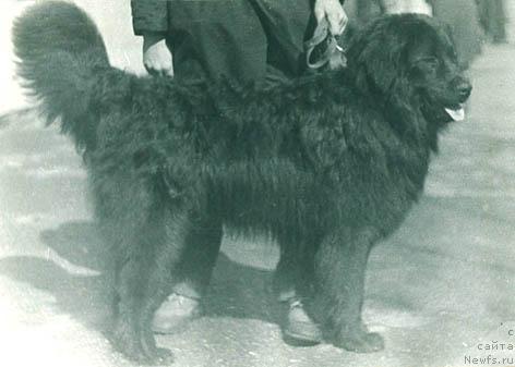 Фото: ньюфаундленд Ю Дональд Ник Ви