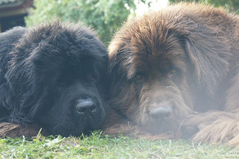 Фото: ньюфаундленд Черный Шарм Ангельская Красота (Chernyi Sharm Angel'skaya Krasota), ньюфаундленд Бегущая по Волнам Фогет Ми Нот