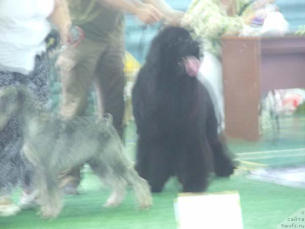 Фото: ньюфаундленд Плюшевая Панда Борислав (Plushevaya Panda Borislav)