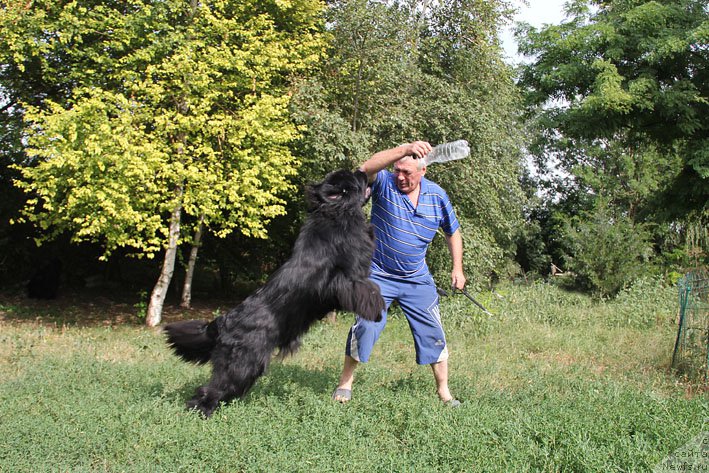 Фото: ньюфаундленд Супер Премиум Необыкновенный Наследник