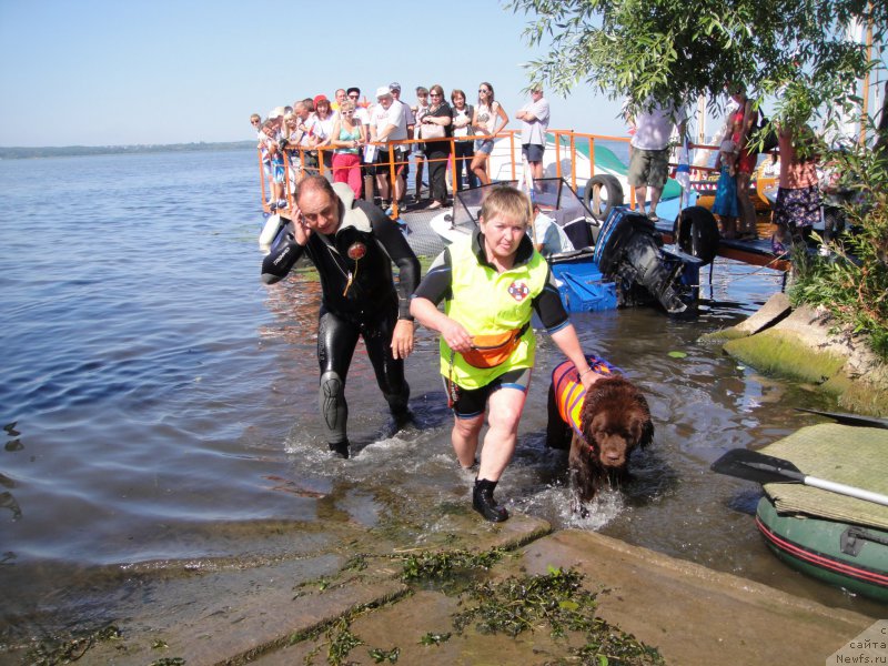 Фото: ньюфаундленд Очаровашка с Берега Дона (Ocharovashka s Berega Dona), Галина Артюшина