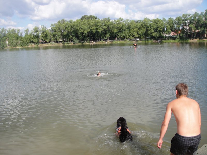 Фото: ньюфаундленд Это Счастье с Берега Дона (Eto Schast'e s Berega Dona), Надежда Федосеева