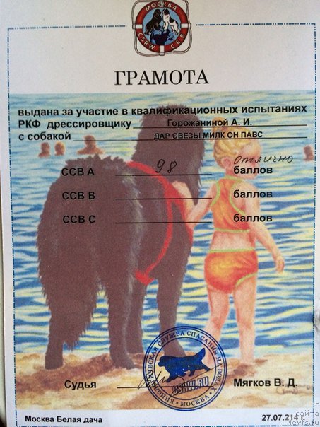 Фото: ньюфаундленд Дар Свезы Милк он Павс