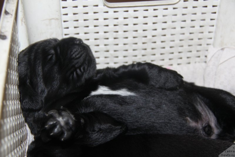 Фото: ньюфаундленд Аквиан Сонг Овер зе Юниверс