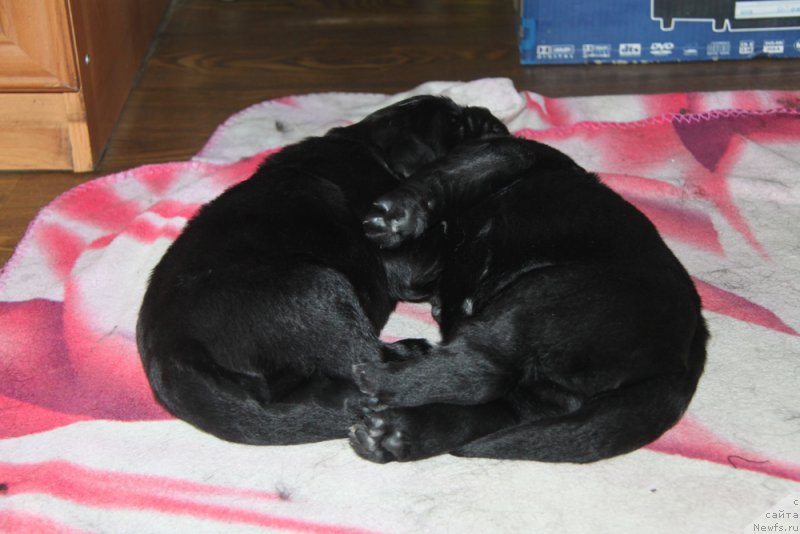 Фото: ньюфаундленд Аквиан Сонг Океаник Винд, и, ньюфаундленд Аквиан Сонг Овер зе Юниверс