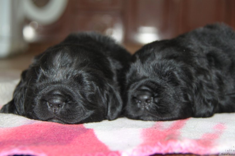 Фото: ньюфаундленд Аквиан Сонг Океаник Винд, и, ньюфаундленд Аквиан Сонг Овер зе Юниверс